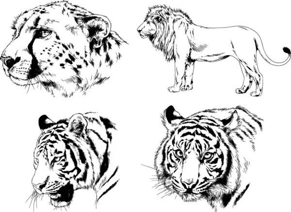 Dibujos Vectoriales Bocetos Diferentes Depredadores Tigres Leones Guepardos Leopardos Dibujan — Vector de stock