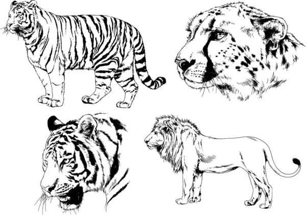 Dessins Vectoriels Esquisse Différents Prédateurs Tigres Lions Guépards Léopards Sont — Image vectorielle