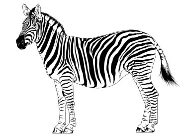 Zıplayan çizgili Afrika Zebra 'sı, el çizimi tam boy mürekkeple.
