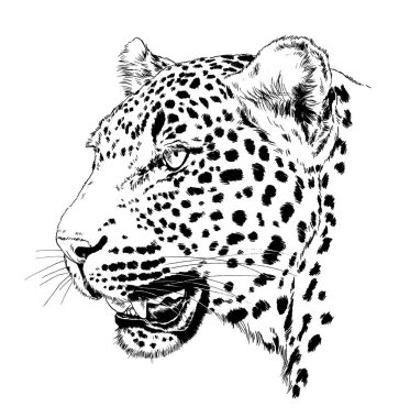 Büyük leopar saldırmaya hazırlanıyor, logo ya da dövme için elle çizilmiş, tam boy.