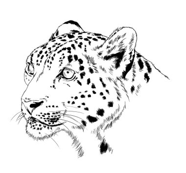 Büyük leopar saldırmaya hazırlanıyor, logo ya da dövme için elle çizilmiş, tam boy.