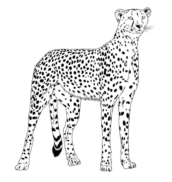 Běží Gepard Ručně Kreslený Inkoustem Bílém Pozadí Logo Tetování — Stock fotografie