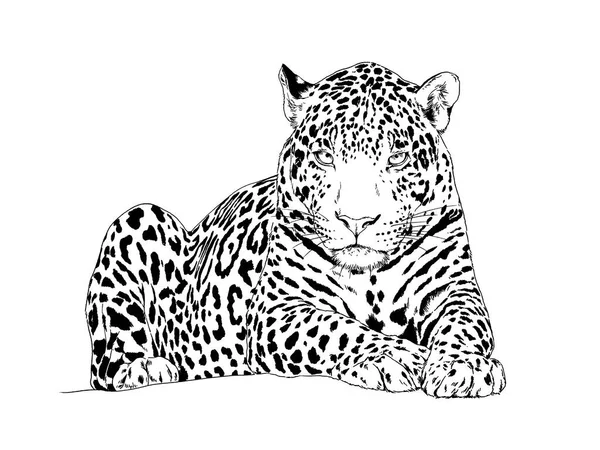 Büyük Leopar Saldırmaya Hazırlanıyor Logo Dövme Için Elle Çizilmiş Tam — Stok fotoğraf