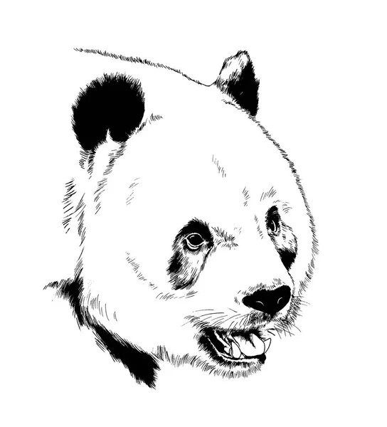 Divertente Orso Panda Disegnato Mano Con Inchiostro Sfondo Bianco Schizzo — Foto Stock