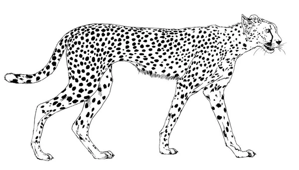 Correndo Cheetah Desenhado Mão Com Tinta Sobre Tatuagem Logotipo Fundo — Fotografia de Stock