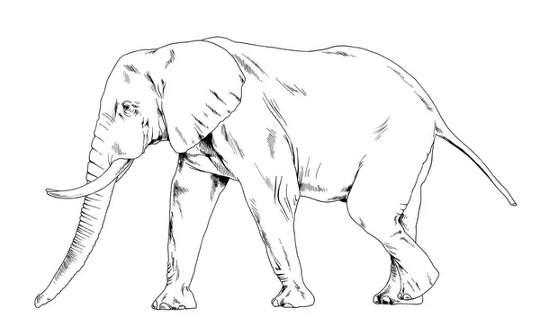 Duży Słoń Pełnej Długości Rysowane Atramentem Ręcznie Białym Szkicu Tła — Zdjęcie stockowe