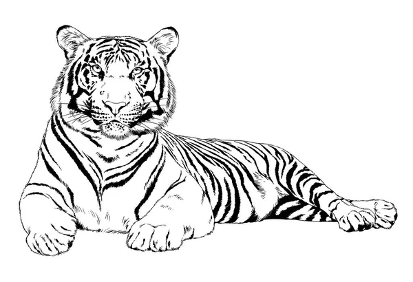 Tigre Dessiné Encre Des Mains Tatouage Prédateur Logo — Photo