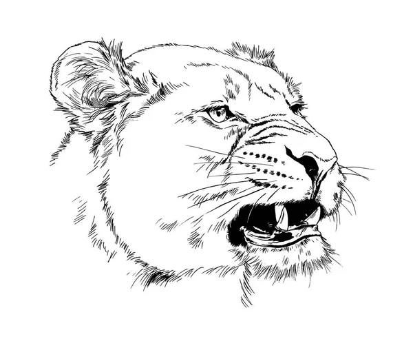 Big Lion Mane Painted Ink Hand White Background — Stock Photo, Image