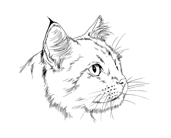 Pedigree Cat Drawn Ink Hand White Background — Stock Photo, Image