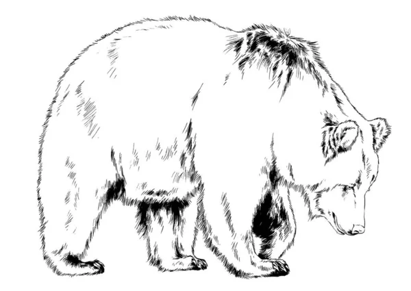 Big Brown Grizzly Bear Drawn Ink Hand White Background — Stock Photo, Image