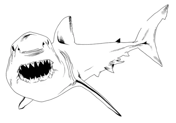 Атакуюча Велика Біла Акула Снарк Ротом Намальованим Вручну Білому Фоні — стокове фото