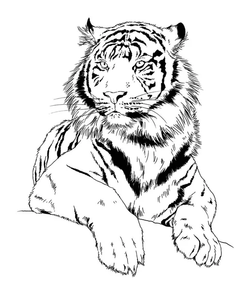 Tigre Desenhado Com Tinta Das Mãos Logotipo Tatuagem Predador — Fotografia de Stock