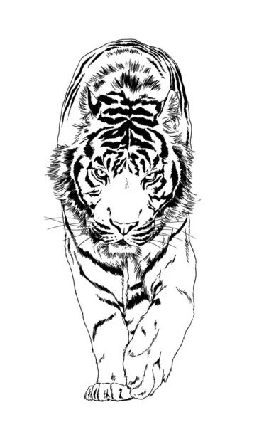 Tigre Dessiné Encre Des Mains Tatouage Prédateur Logo — Photo