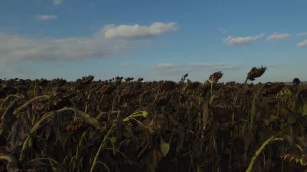 Landschap Van Droge Zonnebloemen Achtergrond Van Blauwe Lucht — Stockvideo