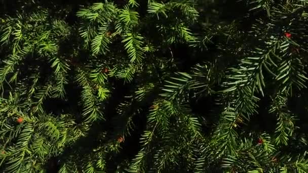 緑のモミの木の枝の暗い自然背景 — ストック動画