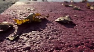 Bir yayanın yakınındaki asfalt yolda kuru yaprakların yakın çekimi..