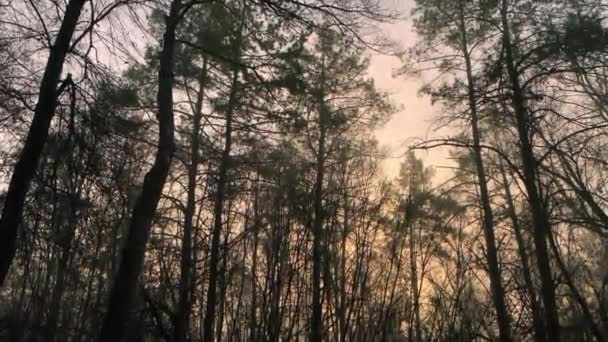 Odkryty Film Niesamowitym Jesiennym Widokiem Zachód Słońca Lesie — Wideo stockowe