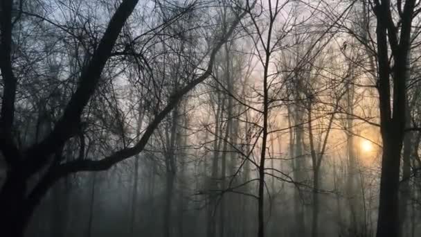 Video Van Mooi Herfstzicht Van Smoggy Forest Zonsopgang — Stockvideo