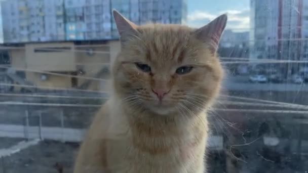 Portret Van Schattige Rode Kat Door Vies Raam — Stockvideo