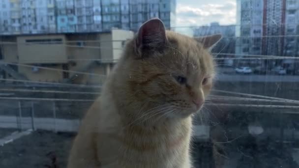 Πλευρικό Πορτρέτο Του Χαριτωμένο Κόκκινη Γάτα Μέσα Από Βρώμικο Παράθυρο — Αρχείο Βίντεο