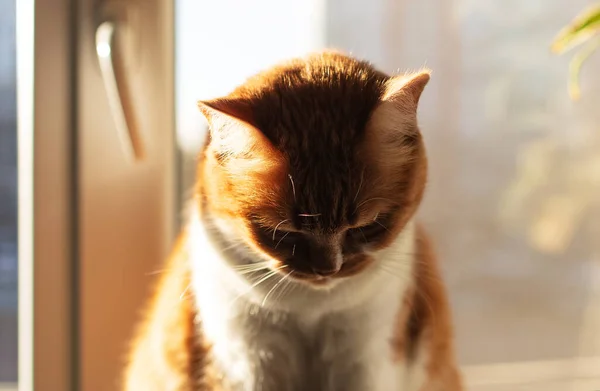 생각깊은 고양이의 — 스톡 사진
