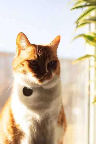 阳光背景下可爱红白猫的特写 — 图库照片