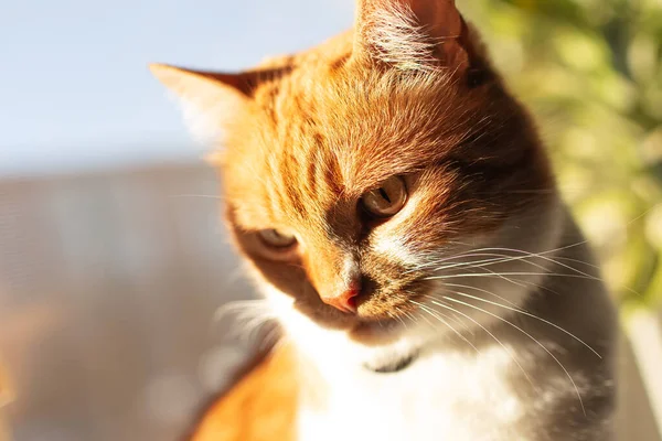 Retrato Cerca Gato Rojo Blanco Mirando Hacia Abajo —  Fotos de Stock