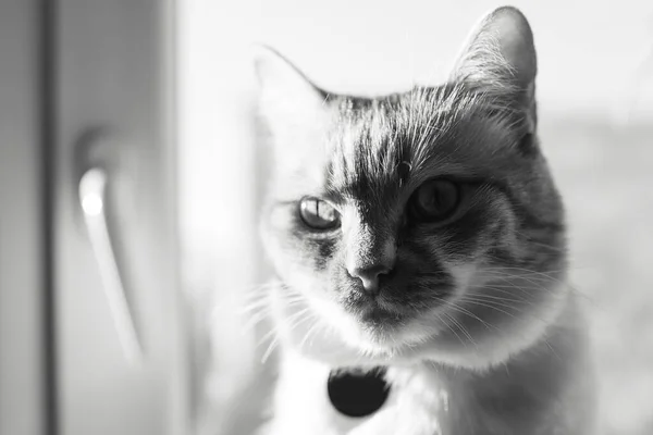 Retrato Preto Branco Gato Fundo Janela — Fotografia de Stock