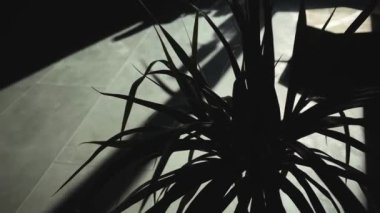 Çiçek siluetinin Chiaroscuro manzarası. Gölge ve ışıklar hareketi.
