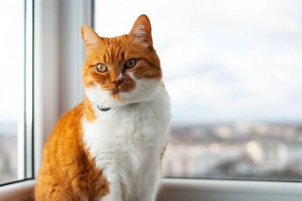 파노라마 배경에 고양이의 — 스톡 사진
