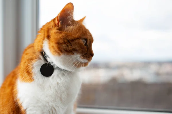 Seitliches Porträt Der Niedlichen Rot Weißen Katze Auf Dem Fensterhintergrund — Stockfoto