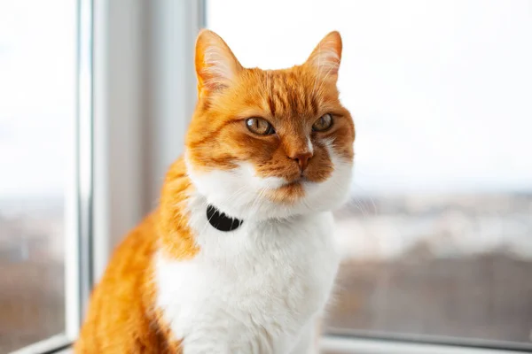 Пушистая Красно Белая Кошка Фоне Панорамного Окна — стоковое фото