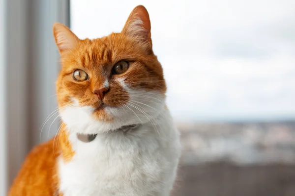 Kırmızı Beyaz Kedi Penceresinin Yakın Plan Portresi Boşluğu Kopyala — Stok fotoğraf