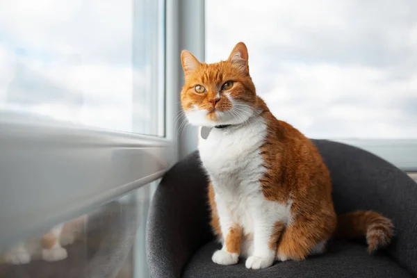 Gato Vermelho Branco Engraçado Sentado Cadeira Cinza Perto Janela Panorâmica — Fotografia de Stock