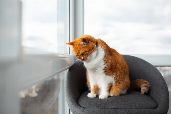 Gri Sandalyede Oturan Kırmızı Kedi Portresi Pencereden Dışarı Bakıyor — Stok fotoğraf