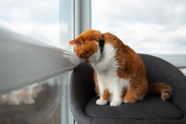 Kırmızı Beyaz Kedi Gri Sandalyede Oturuyor Pencereden Dışarı Bakıyor — Stok fotoğraf