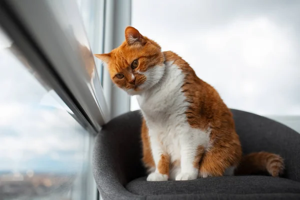 Kırmızı Beyaz Kedi Gri Sandalyede Uzanıyor Panoramik Pencereden Bakıyor — Stok fotoğraf