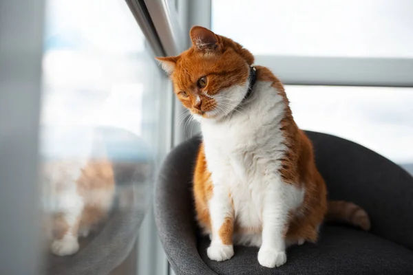 고양이가 의자에 파노라마 — 스톡 사진