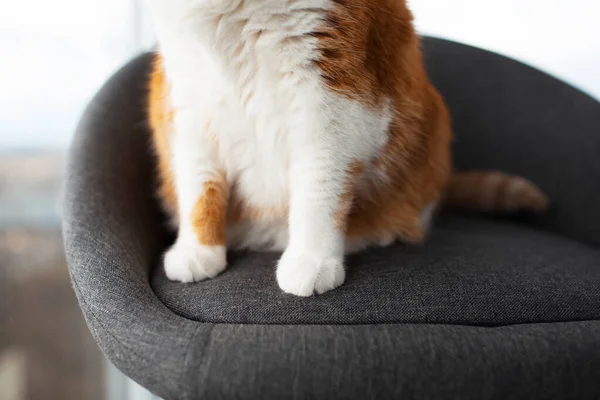 窓の近くの灰色の椅子に座っている赤白い猫の足のクローズアップ — ストック写真