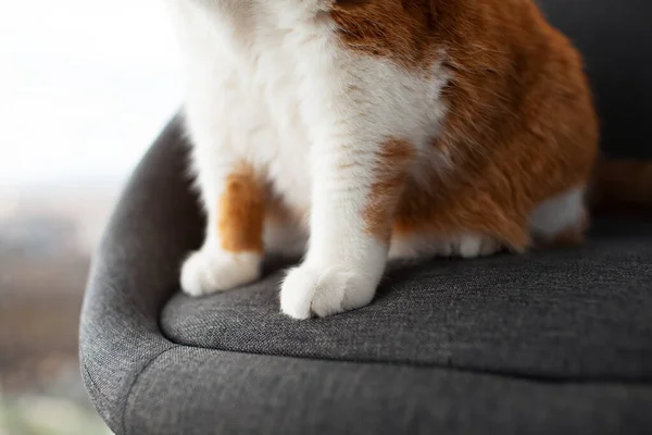 Primer Plano Las Patas Gato Rojo Blanco Sentado Silla Gris — Foto de Stock