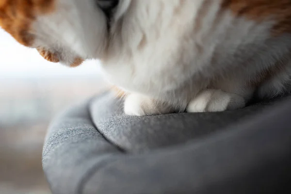 灰色の椅子に横たわっている赤白い猫の爪のクローズアップ — ストック写真