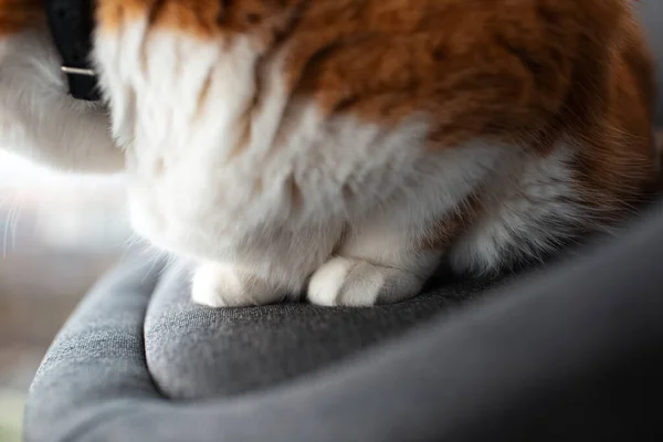 Närbild Tassar Röd Vit Katt Liggande Stolen — Stockfoto
