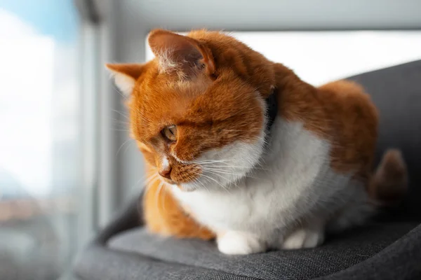 Close Portret Van Nieuwsgierige Roodwitte Kat Die Door Het Raam — Stockfoto