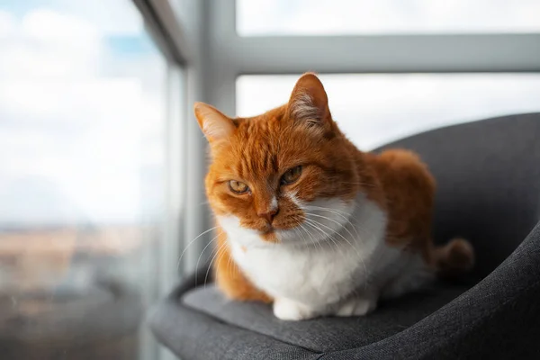 Porträtt Röd Vit Katt Liggande Stol Nära Panoramafönster — Stockfoto