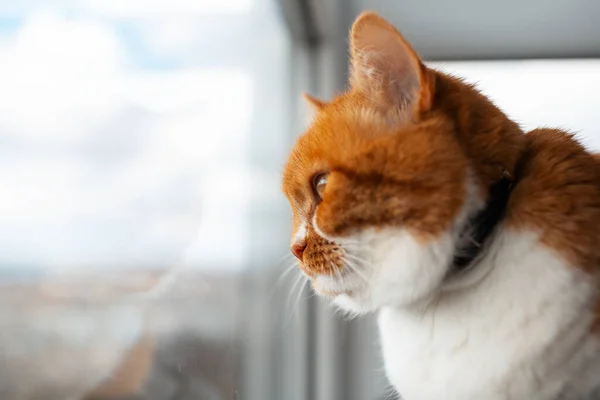 Portrait Latéral Chat Rouge Blanc Regardant Par Fenêtre — Photo