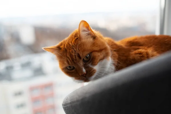 Neugierige Rot Weiße Katze Sitzt Auf Grauem Stuhl Fenster — Stockfoto