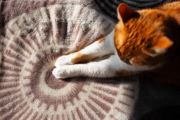 Κάτοψη Κοντινό Πλάνο Των Λευκών Ποδιών Της Κόκκινης Γάτας Που — Φωτογραφία Αρχείου