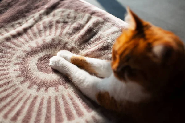 ベッドの上に横たわる 広がる芝生を持つ愛らしい赤と白の猫の肖像 — ストック写真