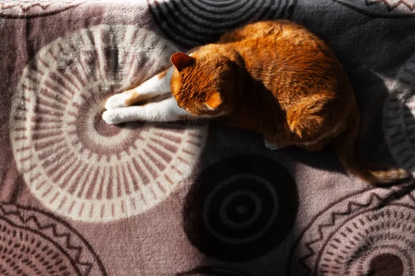 Vue Dessus Jeune Adorable Chat Rouge Blanc Couché Sur Couverture — Photo