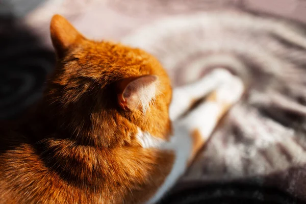 Retrato Gato Vermelho Branco Bonito Parte Trás Deitado Cama — Fotografia de Stock